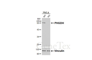 Anti-PHGDH antibody [HL6006] used in Western Blot (WB). GTX648080
