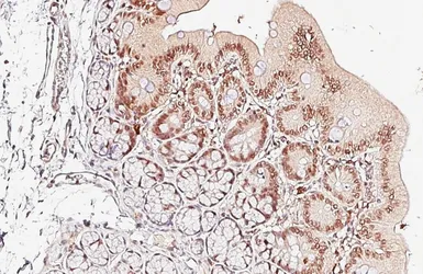 Anti-RCC1 antibody [HL6010] used in IHC (Paraffin sections) (IHC-P). GTX648084