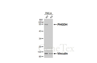 Anti-PHGDH antibody [HL6028] used in Western Blot (WB). GTX648102