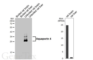 Anti-Aquaporin 4 antibody [HL6037] used in Western Blot (WB). GTX648111