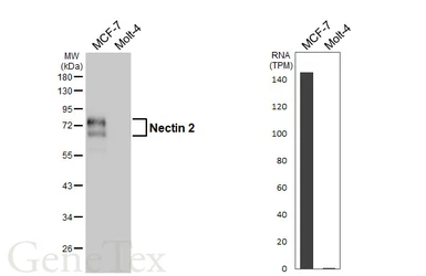 Anti-Nectin 2 antibody [HL6045] used in Western Blot (WB). GTX648124