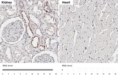 Anti-Cytokeratin 7 antibody [HL6074] used in IHC (Paraffin sections) (IHC-P). GTX648153