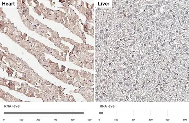 Anti-Aldolase A antibody [HL6080] used in IHC (Paraffin sections) (IHC-P). GTX648159