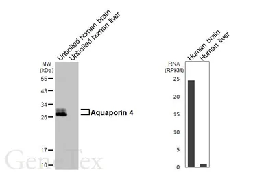 Anti-Aquaporin 4 antibody [HL6097] used in Western Blot (WB). GTX648182