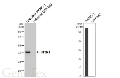 Anti-NTR1 antibody [HL6102] used in Western Blot (WB). GTX648187