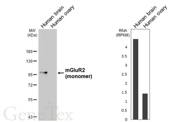 Anti-mGluR2 antibody [HL6151] used in Western Blot (WB). GTX648238