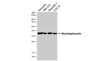 Anti-Nucleophosmin antibody [HL6166] used in Western Blot (WB). GTX648253