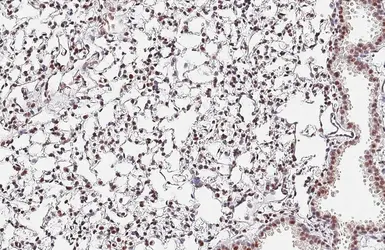 Anti-Nucleophosmin antibody [HL6169] used in IHC (Paraffin sections) (IHC-P). GTX648256