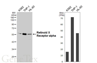 Anti-Retinoid X Receptor alpha antibody [HL6191] used in Western Blot (WB). GTX648283
