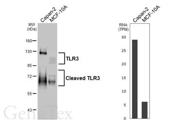 Anti-TLR3 antibody [HL6206] used in Western Blot (WB). GTX648298