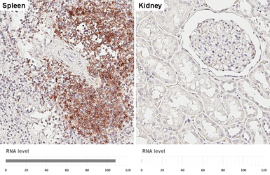 Anti-CD20 antibody [HL6219] used in IHC (Paraffin sections) (IHC-P). GTX648311