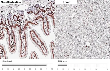 Anti-FEN1 antibody [HL6226] used in IHC (Paraffin sections) (IHC-P). GTX648318