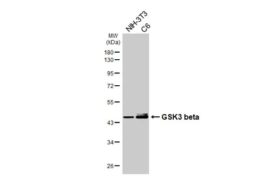 Anti-GSK3 beta antibody [HL6229] used in Western Blot (WB). GTX648321