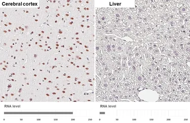 Anti-ADNP antibody [HL6241] used in IHC (Paraffin sections) (IHC-P). GTX648333