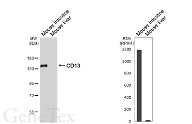Anti-CD13 antibody [HL6252] used in Western Blot (WB). GTX648344