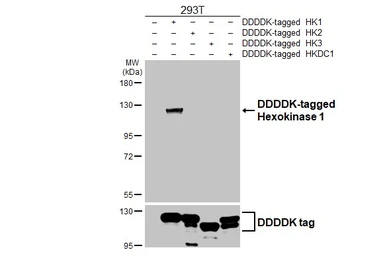 Anti-Hexokinase 1 antibody [HL6256] used in Western Blot (WB). GTX648348