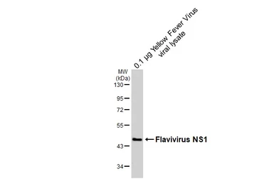 Anti-Flavivirus NS1 antibody [HL6273] used in Western Blot (WB). GTX648365