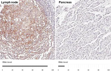 Anti-VCAM1 / CD106 antibody [HL6285] used in IHC (Paraffin sections) (IHC-P). GTX648387