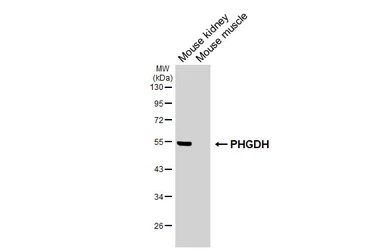 Anti-PHGDH antibody [HL6297] used in Western Blot (WB). GTX648399