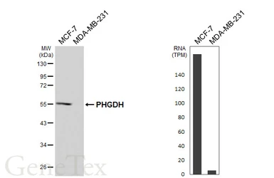 Anti-PHGDH antibody [HL6297] used in Western Blot (WB). GTX648399