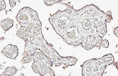 Anti-CD105 antibody [HL6344] used in IHC (Paraffin sections) (IHC-P). GTX648454