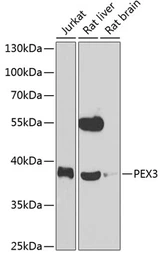 Anti-PEX3 antibody used in Western Blot (WB). GTX64847