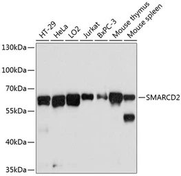 Anti-SMARCD2 antibody used in Western Blot (WB). GTX64874