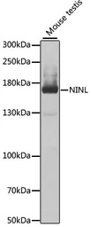 Anti-NINL antibody used in Western Blot (WB). GTX64879