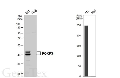 Anti-FOXP3 antibody [HL6361] used in Western Blot (WB). GTX648800