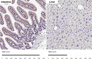 Anti-PLCG2 antibody [HL6425] used in IHC (Paraffin sections) (IHC-P). GTX648870