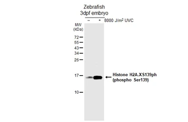 Anti-Histone H2A.XS139ph (phospho Ser139) antibody [HL4533-MS] used in Western Blot (WB). GTX648885