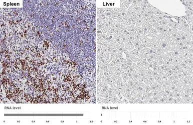 Anti-Ki67 antibody [HL6451] used in IHC (Paraffin sections) (IHC-P). GTX648899