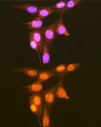 Anti-PCBP1 antibody used in Immunocytochemistry/ Immunofluorescence (ICC/IF). GTX64891