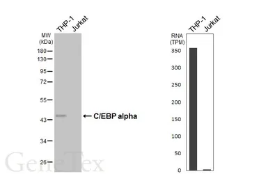 Anti-C/EBP alpha antibody [HL6484] used in Western Blot (WB). GTX648932
