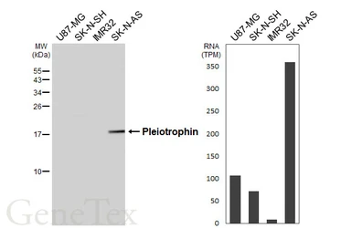 Anti-Pleiotrophin antibody [HL6502] used in Western Blot (WB). GTX648958