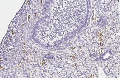 Anti-Hemoglobin beta antibody [HL6521] used in IHC (Paraffin sections) (IHC-P). GTX648977