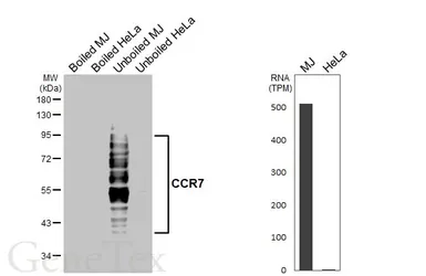 Anti-CCR7 antibody [HL6554] used in Western Blot (WB). GTX649024
