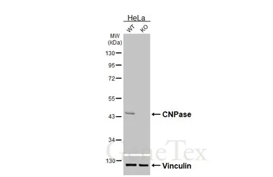 Anti-CNPase antibody [HL6556] used in Western Blot (WB). GTX649026