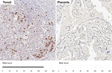Anti-MZB1 antibody [HL6562] used in IHC (Paraffin sections) (IHC-P). GTX649032