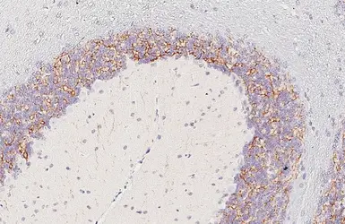Anti-mGluR2 antibody [HL6586] used in IHC (Paraffin sections) (IHC-P). GTX649056