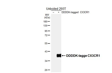 Anti-CX3CR1 antibody [HL6609] used in Western Blot (WB). GTX649309