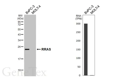 Anti-RRAS antibody [HL6633] used in Western Blot (WB). GTX649333
