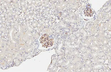 Anti-CD31 antibody [HL6650] used in IHC (Paraffin sections) (IHC-P). GTX649359