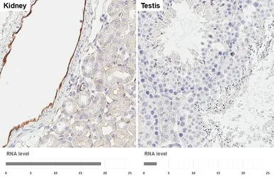 Anti-CD31 antibody [HL6650] used in IHC (Paraffin sections) (IHC-P). GTX649359