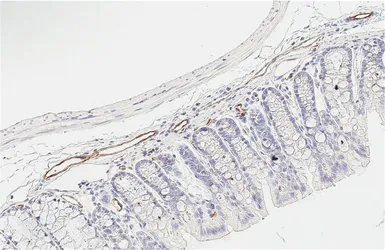 Anti-CD31 antibody [HL6650] used in IHC (Paraffin sections) (IHC-P). GTX649359