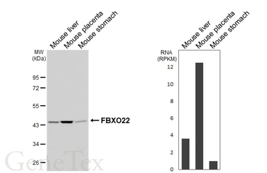 Anti-FBXO22 antibody [HL6682] used in Western Blot (WB). GTX649393