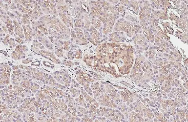 Anti-VAMP8 antibody [HL6688] used in IHC (Paraffin sections) (IHC-P). GTX649399