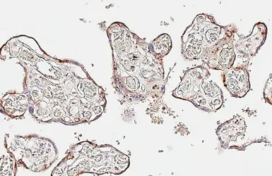 Anti-VAMP8 antibody [HL6688] used in IHC (Paraffin sections) (IHC-P). GTX649399
