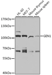 Anti-GEN1 antibody used in Western Blot (WB). GTX64941