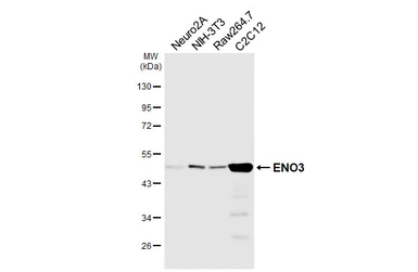 Anti-ENO3 antibody [HL6715] used in Western Blot (WB). GTX649426